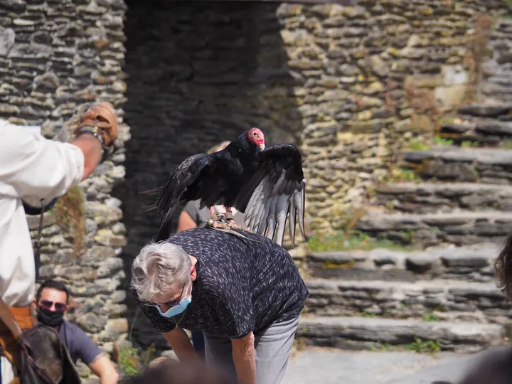 Birds of prey show at Chateau de La Roche-en-Ardenne (Belgium)